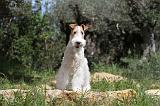 FOX TERRIER 215